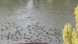 Groupe de Cormorans sur la Seine